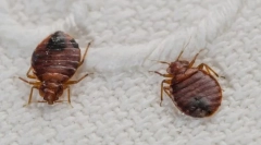 Bed bugs a lice